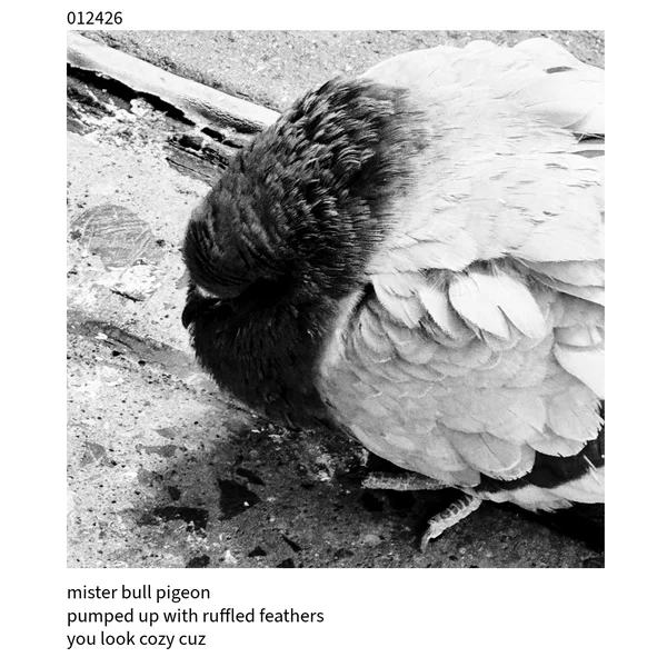 The Cuckoo Haiku — January 24, 2026