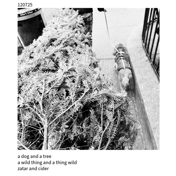 The Cuckoo Haiku — December 7, 2025